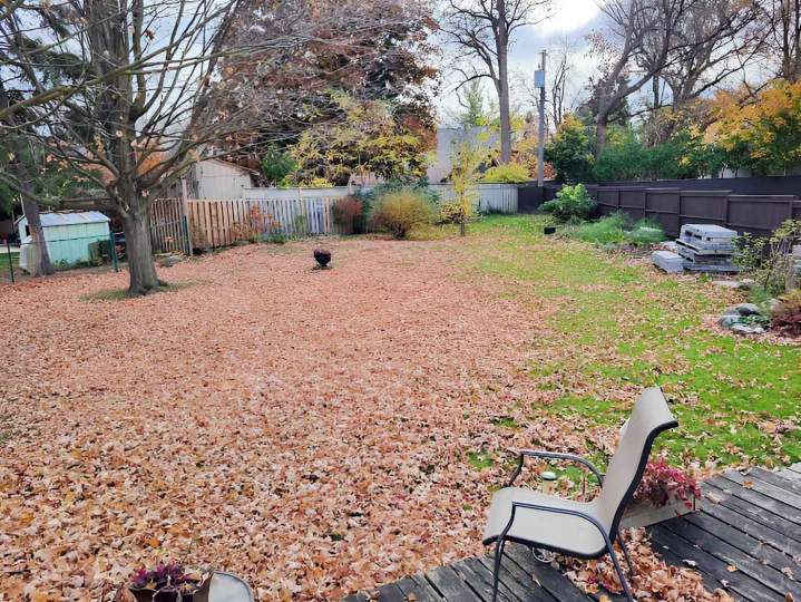 Garden  Maintenance Tottenham