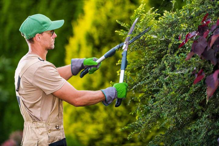 How Can I Prevent and Control Weeds in My Lawn?<br>What Are the Best Methods for Preventing and Removing Lawn Weeds?<br>How Do I Keep My Lawn Free from Unwanted Weeds?