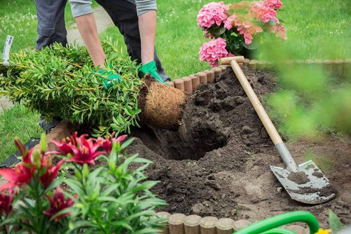 Garden Maintenance Tottenham